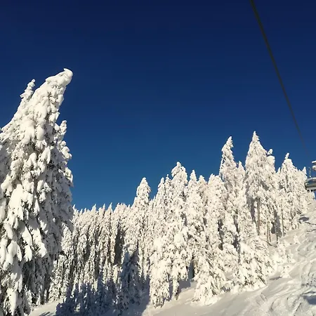 Schattaugut *