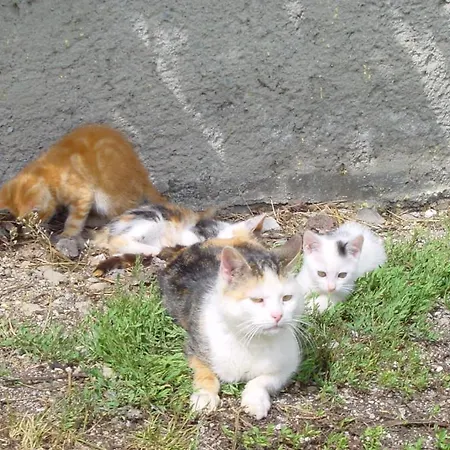 Schattaugut Eben Im Pongau