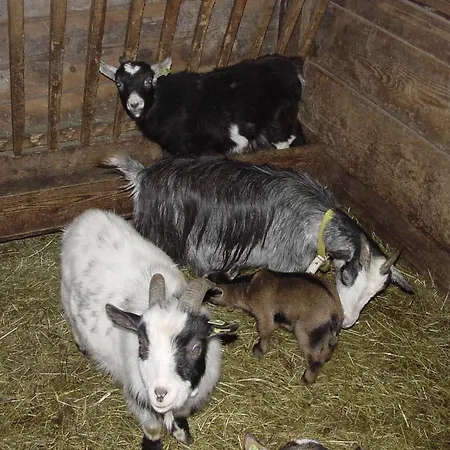 Farm stay Schattaugut *