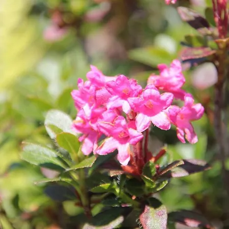 Schattaugut Κατάλυμα σε φάρμα